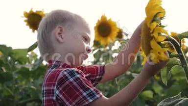 一个可爱的男孩捧着一朵黄色的向日葵花，吸入芬芳。 在田里干活的金发农民男孩